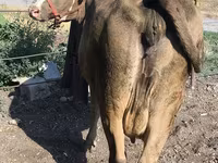 Сиыр, Алатау тұқымы — 2-сурет
