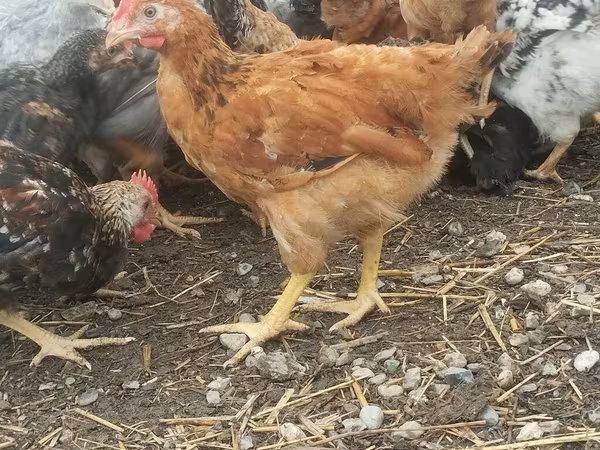 Chickens