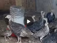 Guinea fowl — 2-rasm