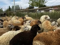 绵羊（批次，未指定性别）, Sheep — 照片 3