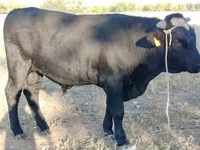 ثور, Swiss cattle — الصورة 1