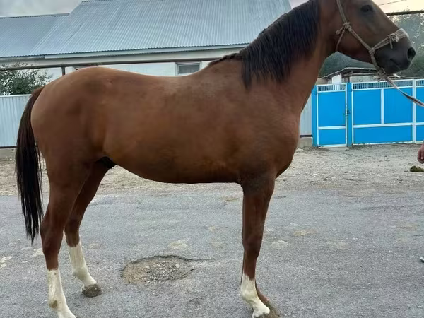 Horse (M), Horses