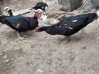 Ducks — foto 5