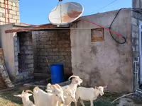 Cabra, Saanen goat — foto 3