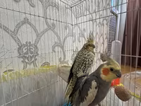 Nimfa (Cockatiel) cütü və qəfəs dəsti Məhsulun təsviri: - İki ədəd — Foto 1