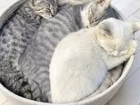 Məhsul: Pişiklər üçün sahib axtarılır — 1-сурет