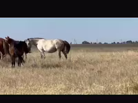 فرس, Kushum Horse — الصورة 2