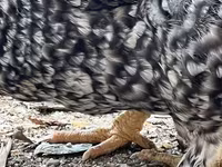 Chickens — الصورة 3