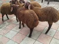 Ram, Sheep — photo 1