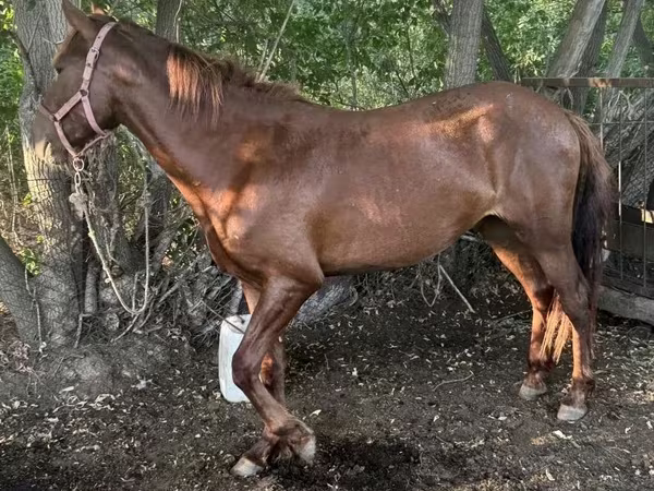 Horse (M), Kazakh horse