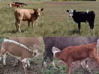 Bulle, Simmental cattle — Foto 3