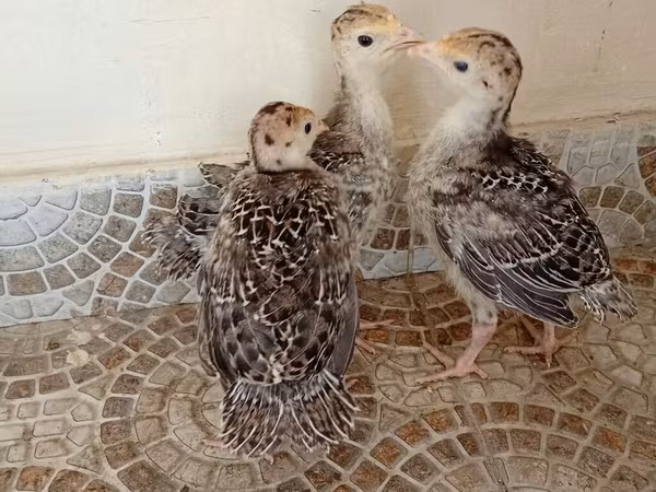 برونز