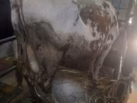 بقرة, Simmental cattle — الصورة 4