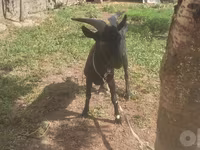 母山羊, Murcia-Granada goats — 照片 8
