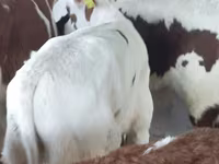 ثور, Simmental cattle — الصورة 5