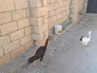 Chickens — फ़ोटो 3