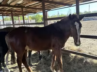 Caballos (lote, sexo no especificado), Caballos — foto 2