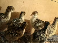 Turkeys — الصورة 1