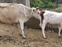 Vaca, Ganado vacuno — foto 3