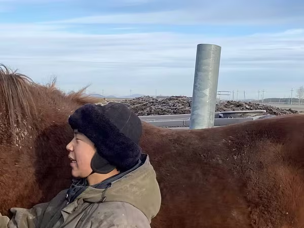 حصان, Kustanai horse