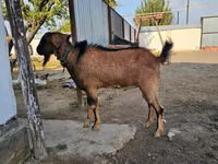 Goat, Goats — photo 1