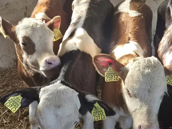 Toro, Ganado vacuno