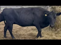 Cow, Aberdeen-Angus — photo 2