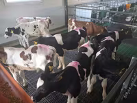 Bulle, Russian Black pied cattle — Foto 6