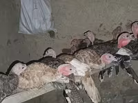 Turkeys — photo 4