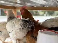 Chickens — foto 4