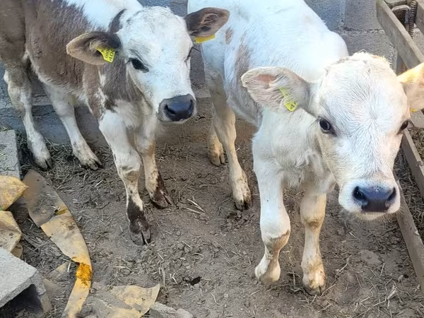 Toro, Swiss cattle