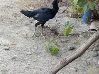 Chickens — foto 3