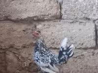 Chickens — foto 2