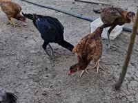 Chickens — Foto 3