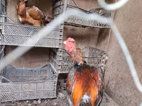 Chickens — Foto 8