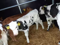 Bulle, Simmental cattle — Foto 2