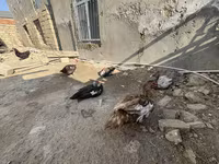 Domestic Muscovy — photo 5
