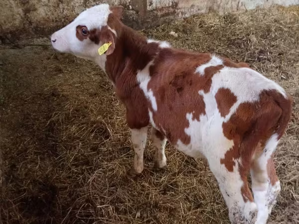 Bulle, Simmental cattle
