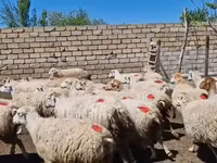 نعجة, الأغنام — الصورة 4
