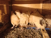 Chickens — Foto 3