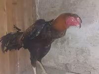 Chickens — 1-rasm