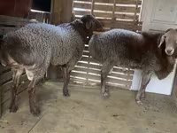 Widder, Hissar sheep — Foto 2