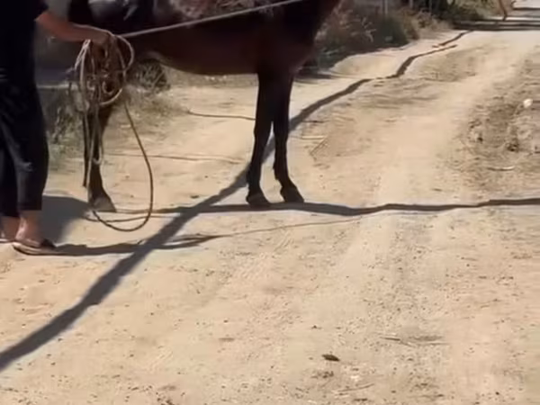 Айғыр, Karabakh horse