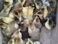 Ducks — foto 3