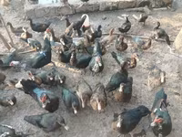 Ducks — Foto 1