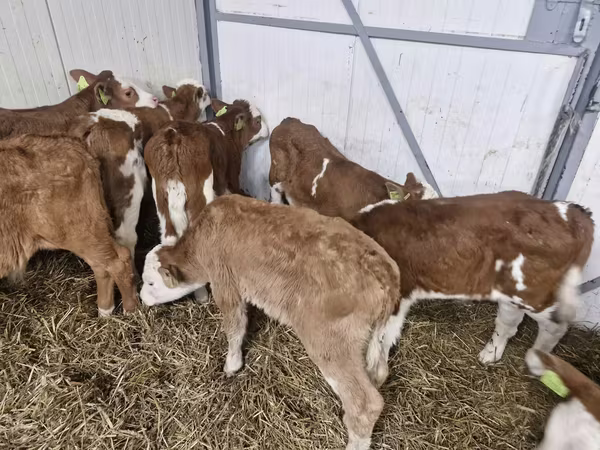Rinder (Partie, Geschlecht nicht angegeben), Simmental cattle