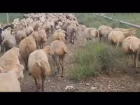 Oveja, Ovejas — foto 7