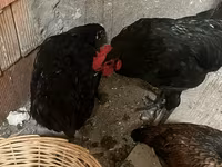 Chickens — 2-сурет