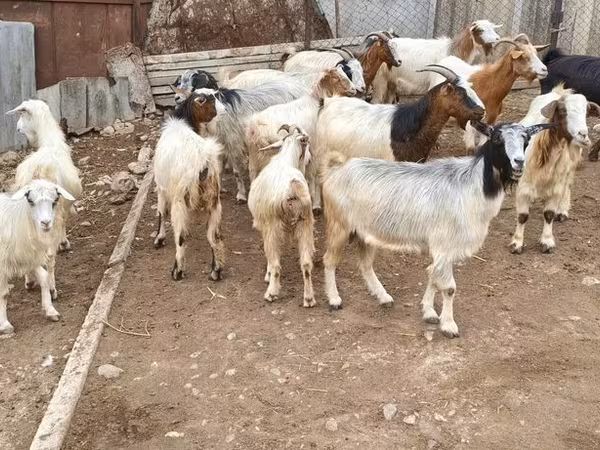 Ziege, Damask goat