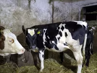 Kuh, Russian Black pied cattle — Foto 1